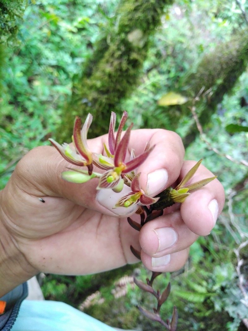 Acianthera erinacea photo 5