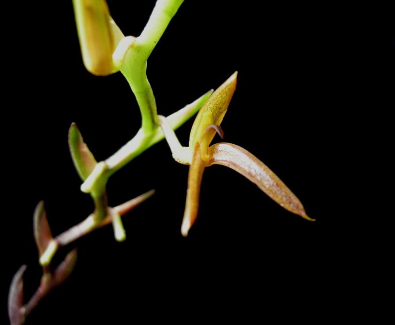 Acianthera erinacea photo 6