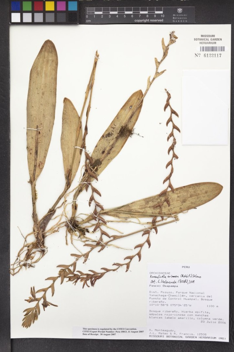 Acianthera erinacea photo 7