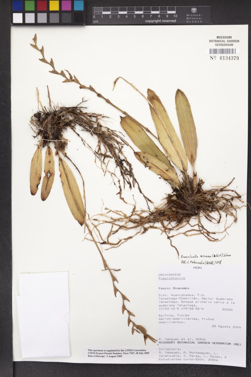 Acianthera erinacea photo 8