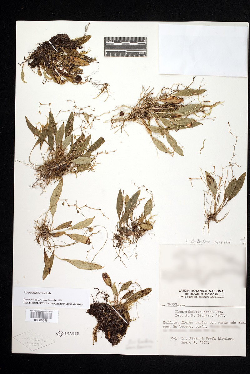 Acianthera erosa