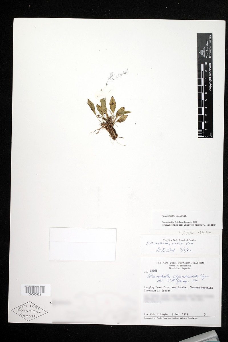 Acianthera erosa photo 2