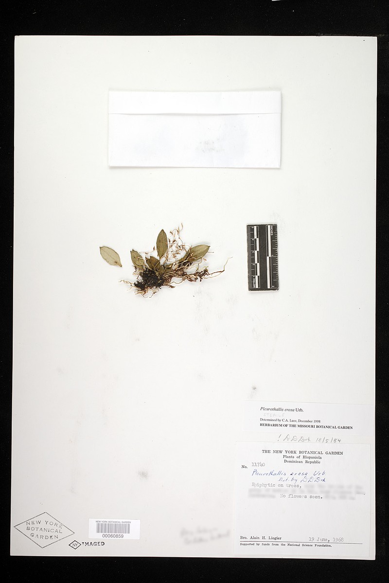 Acianthera erosa photo 4
