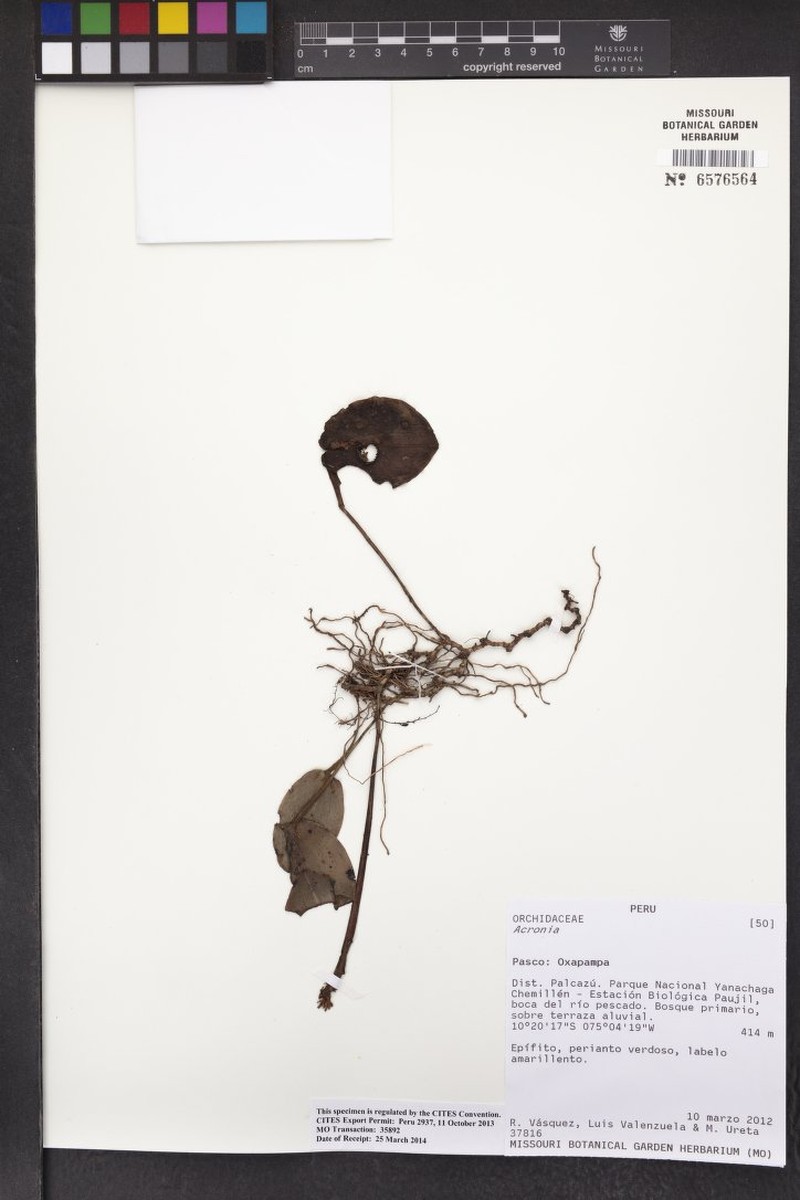 Acianthera erythrogramma
