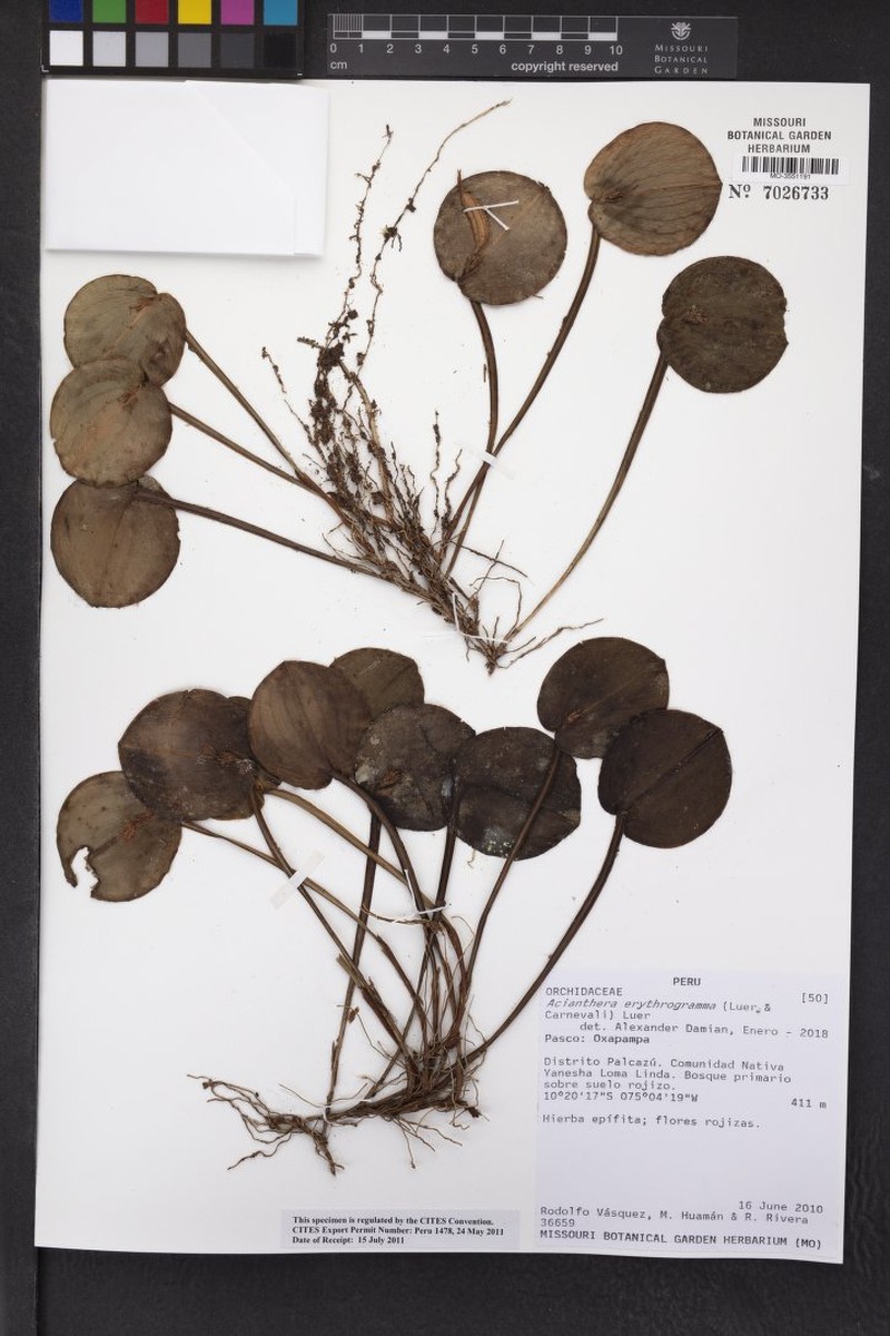 Acianthera erythrogramma photo 2