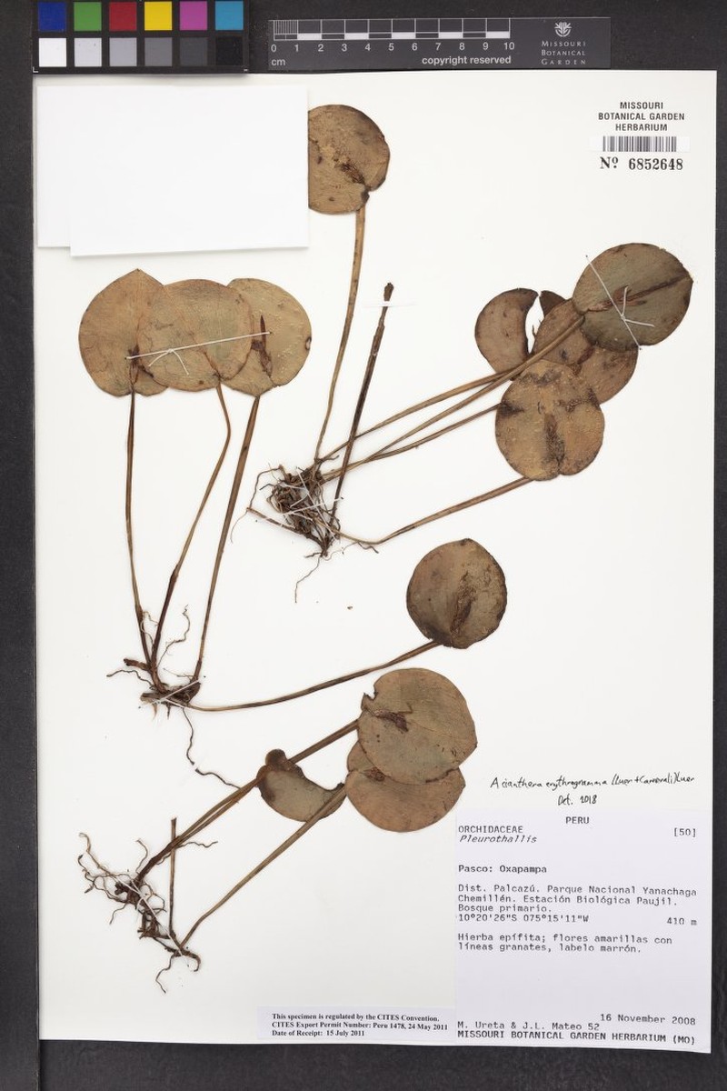 Acianthera erythrogramma photo 3
