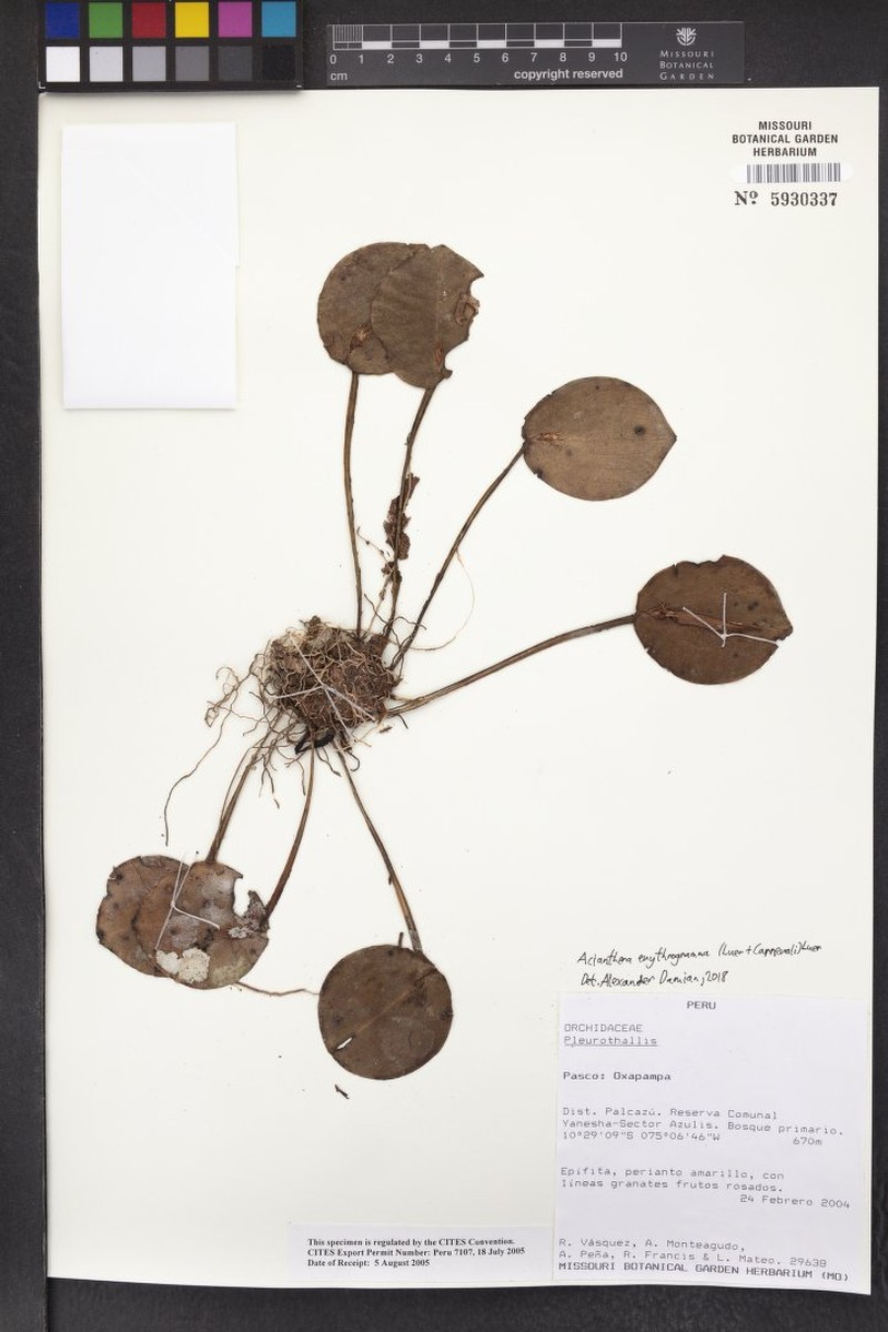 Acianthera erythrogramma photo 4