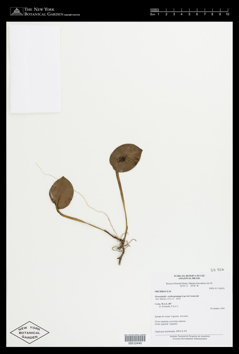 Acianthera erythrogramma photo 5
