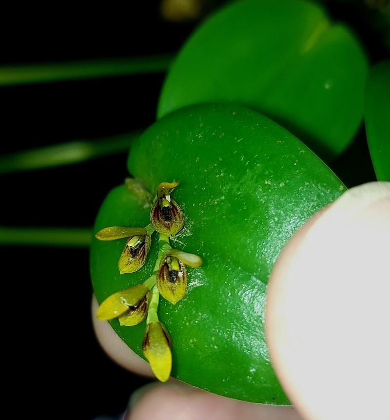 Acianthera exarticulata