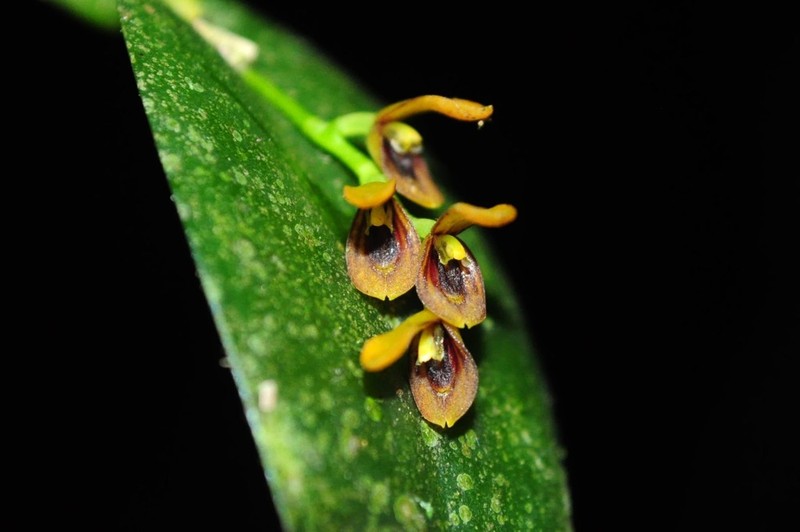 Acianthera exarticulata photo 2