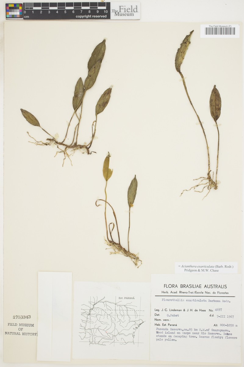 Acianthera exarticulata photo 3