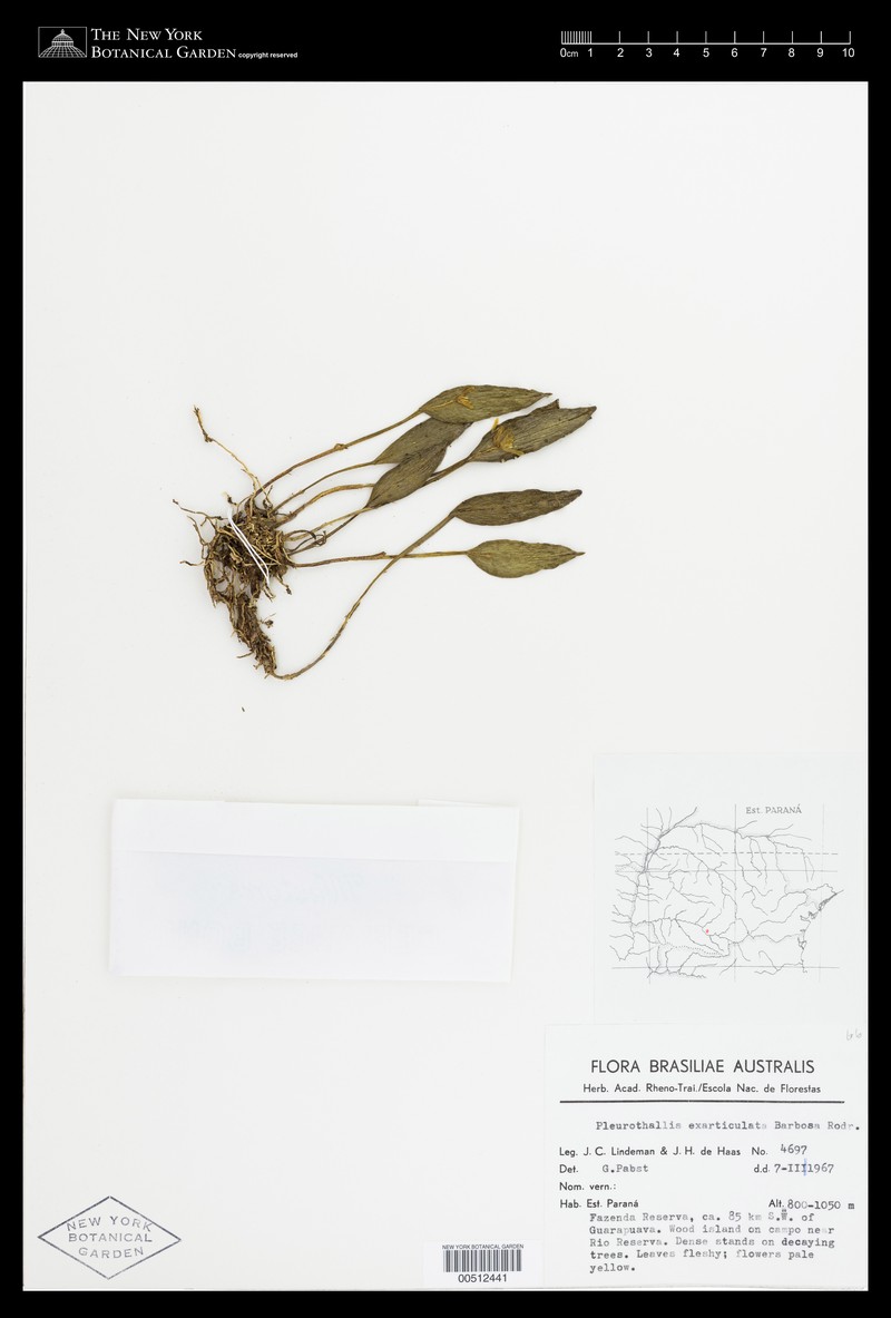 Acianthera exarticulata photo 4