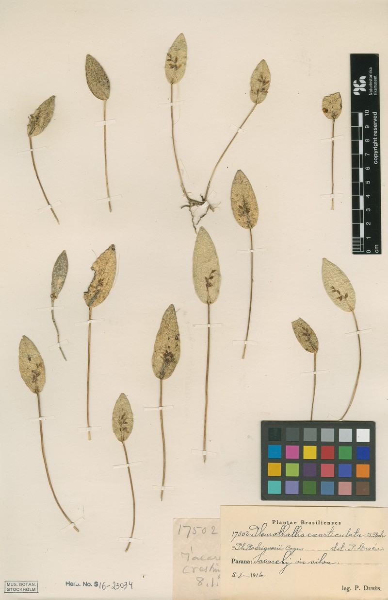 Acianthera exarticulata photo 5