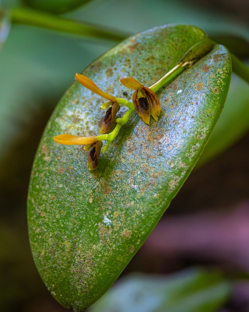 Acianthera exarticulata photo 6
