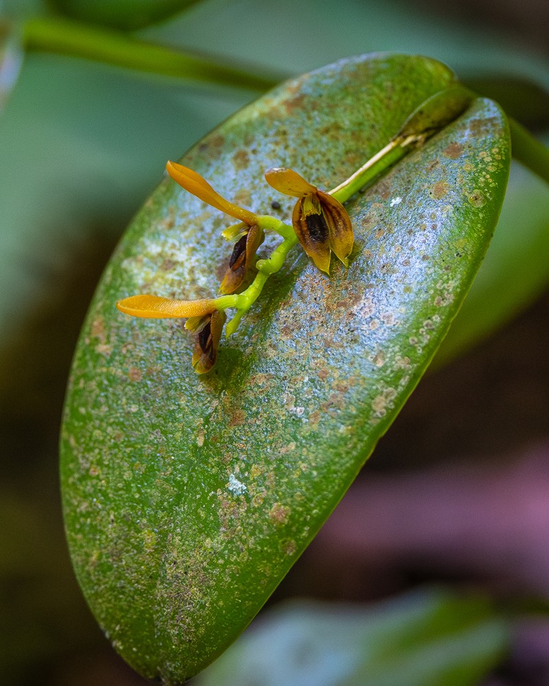 Acianthera exarticulata photo 7