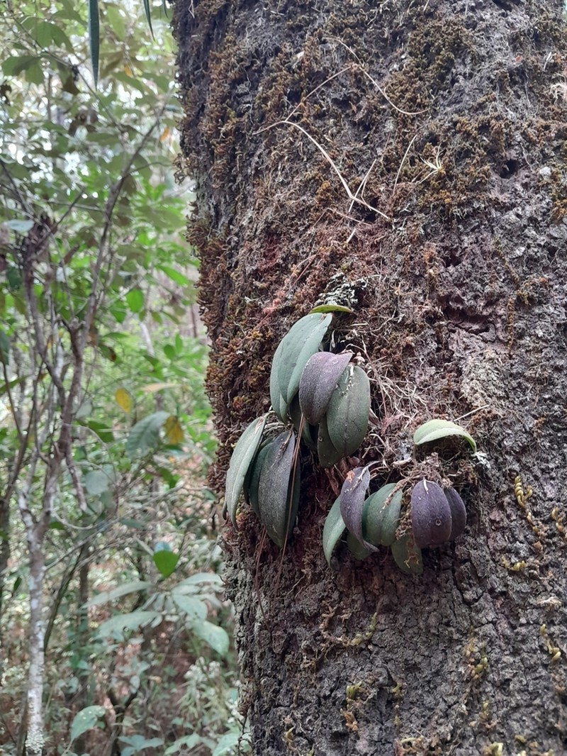 Acianthera eximia