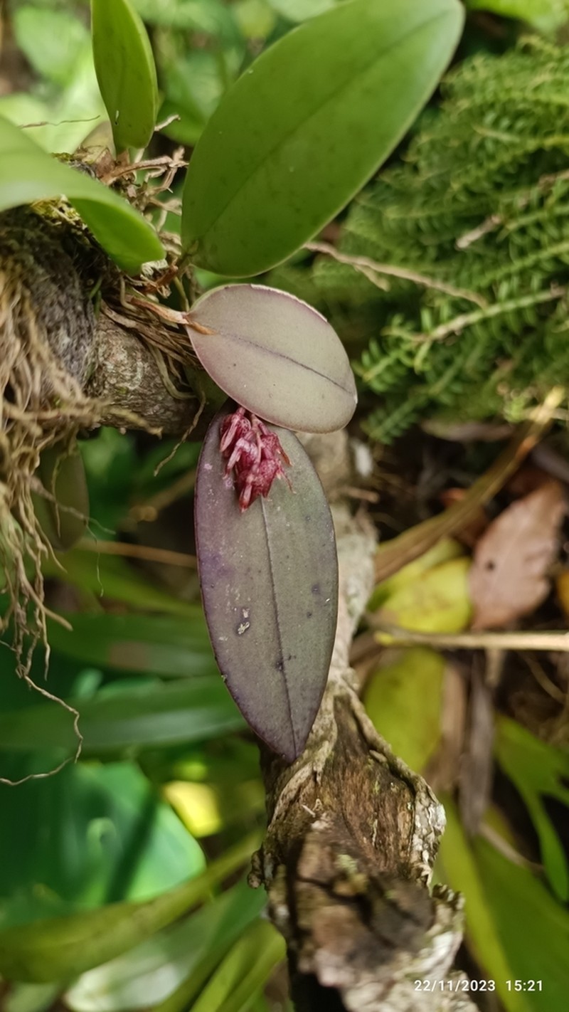Acianthera eximia photo 2