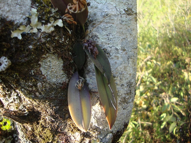 Acianthera eximia photo 3