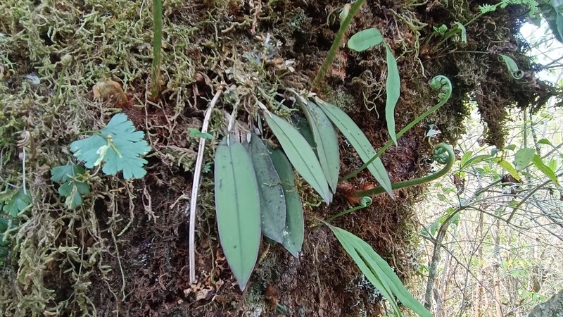 Acianthera eximia photo 4