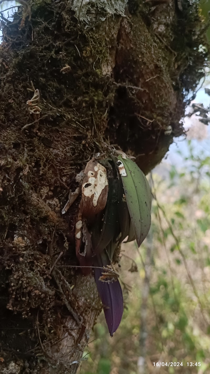 Acianthera eximia photo 6