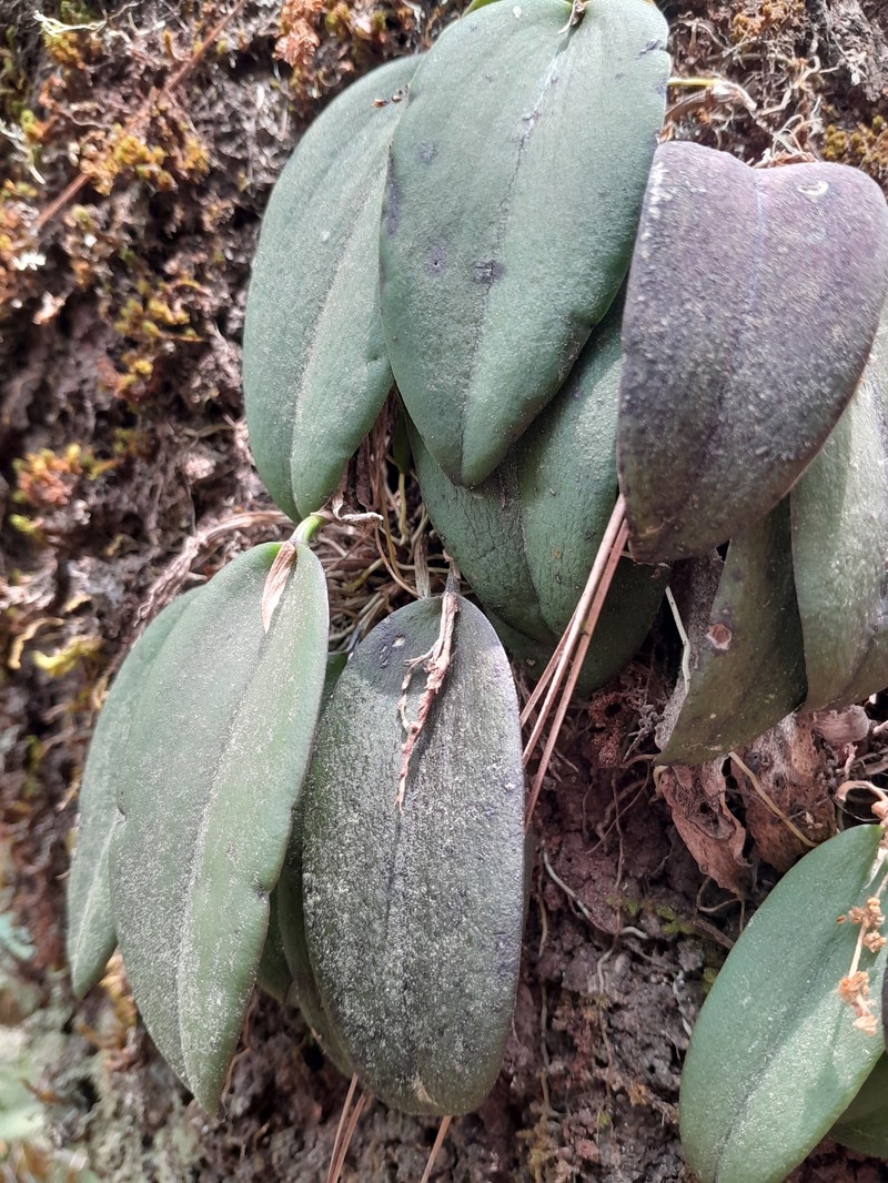 Acianthera eximia photo 7