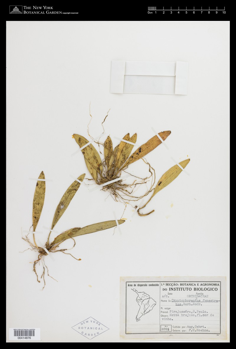 Acianthera fenestrata
