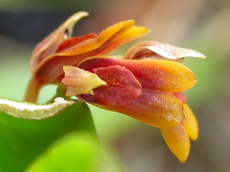 Acianthera fockei