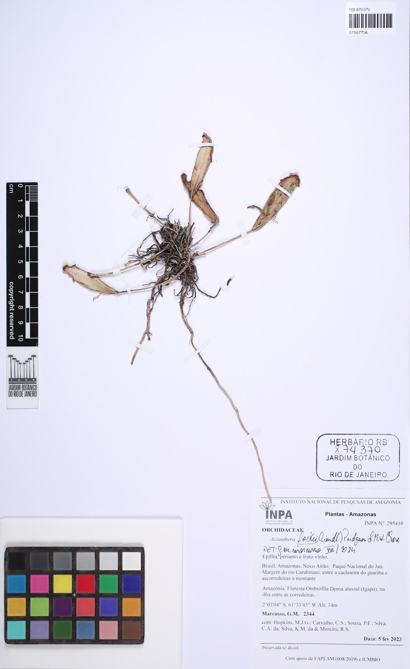 Acianthera fockei photo 3