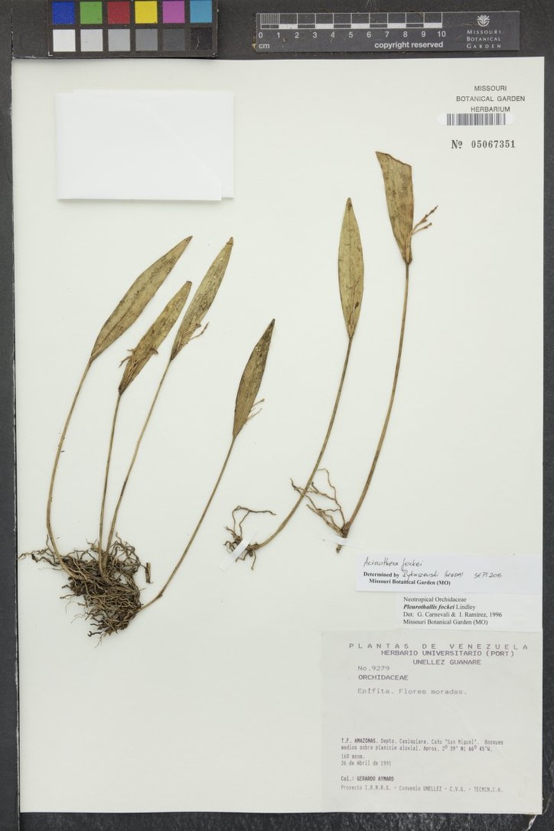Acianthera fockei photo 4