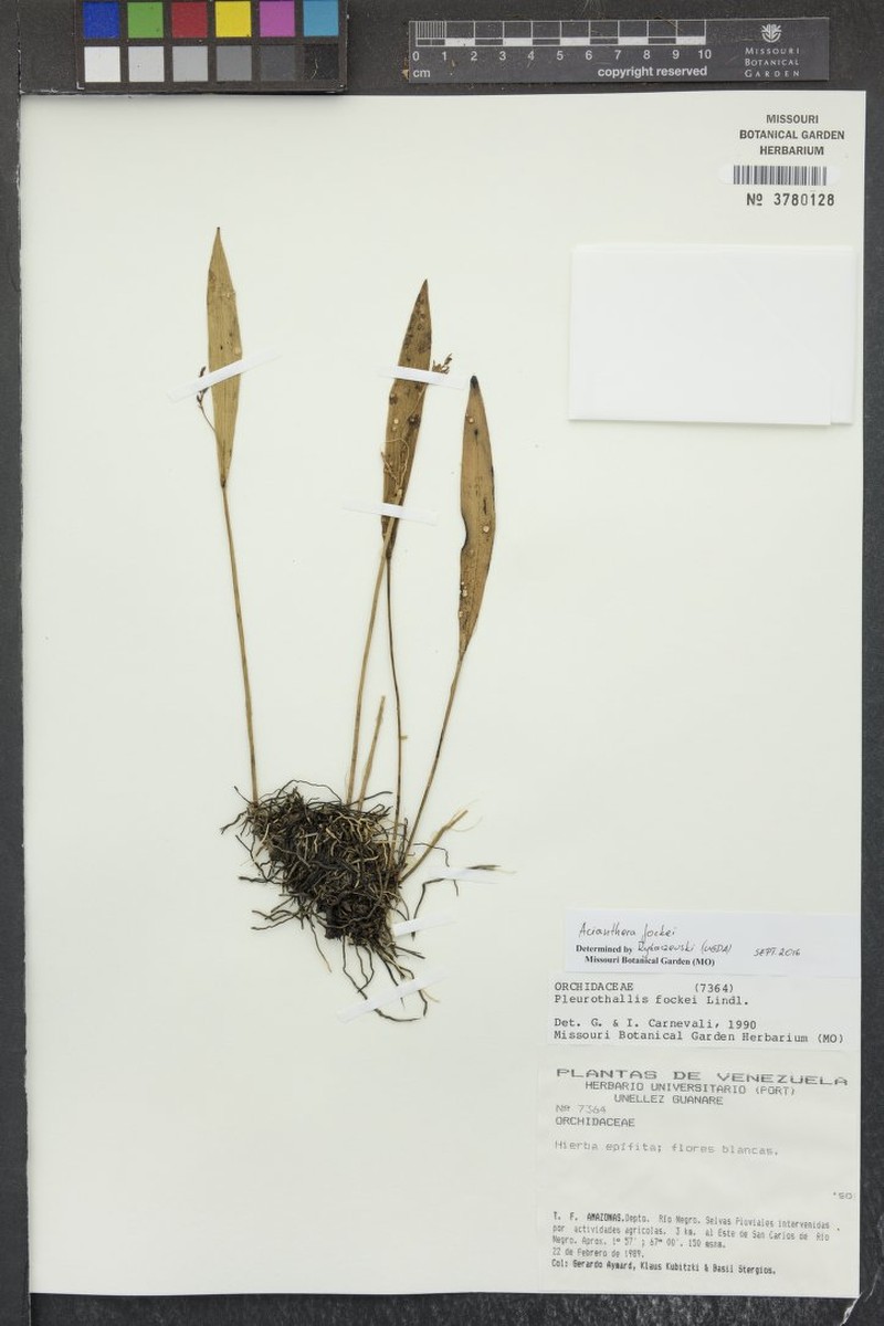 Acianthera fockei photo 5