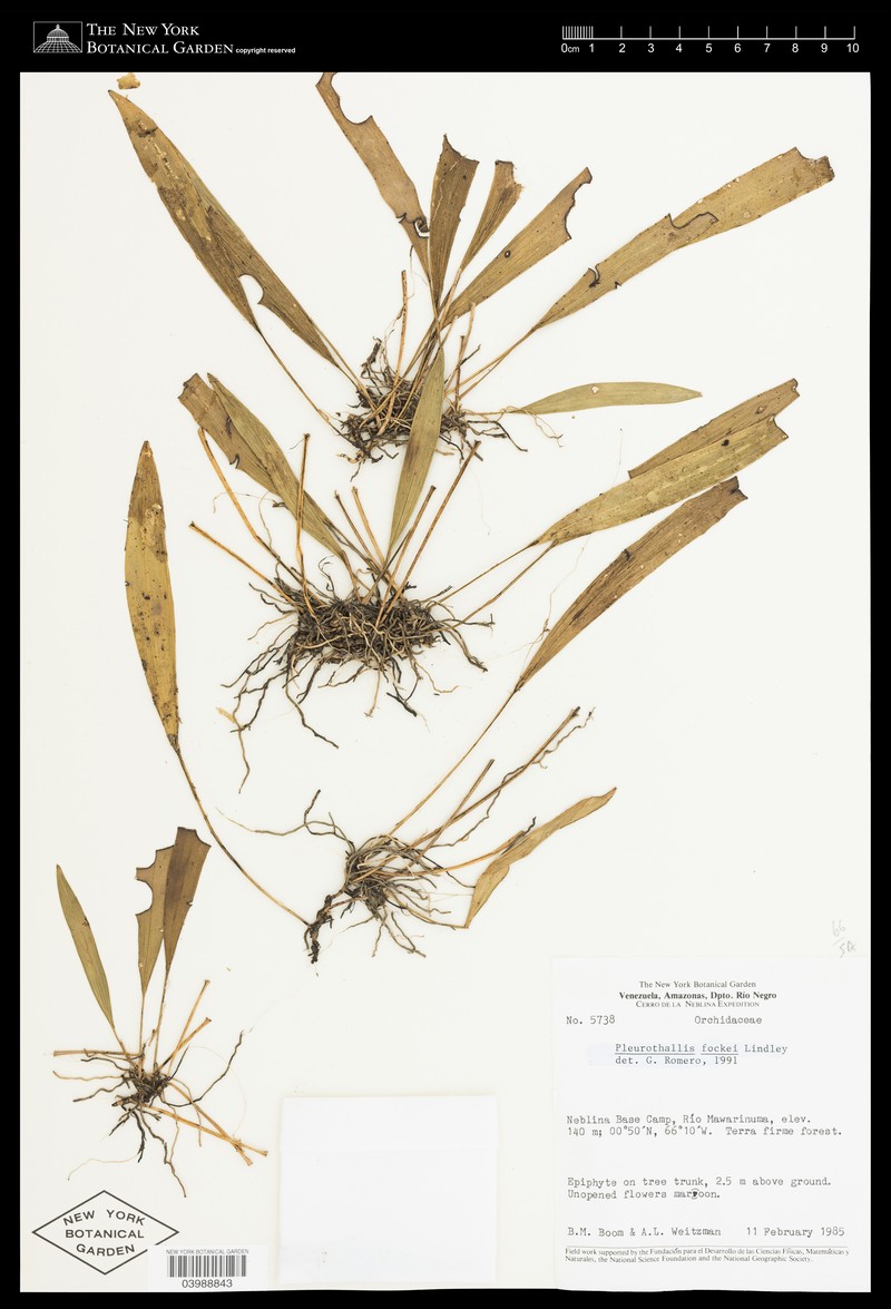 Acianthera fockei photo 6