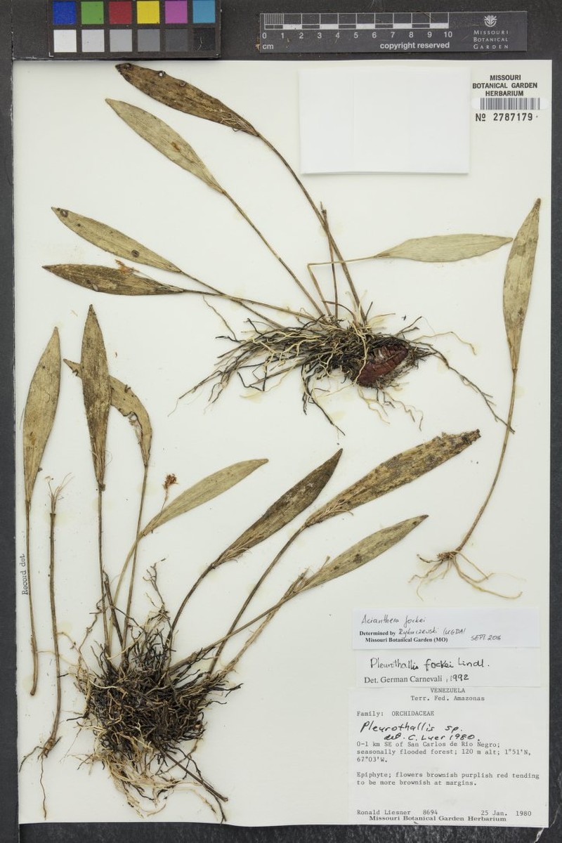 Acianthera fockei photo 7