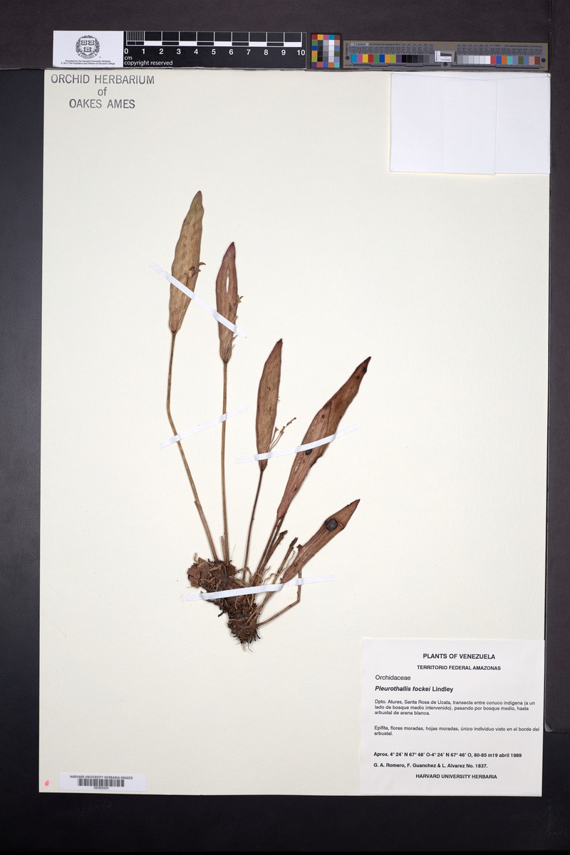 Acianthera fockei photo 8