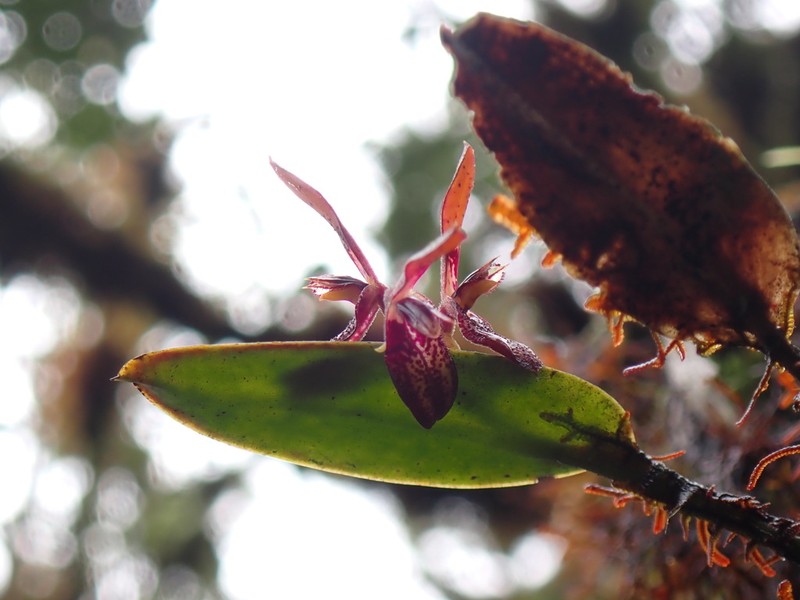 Acianthera geminicaulina
