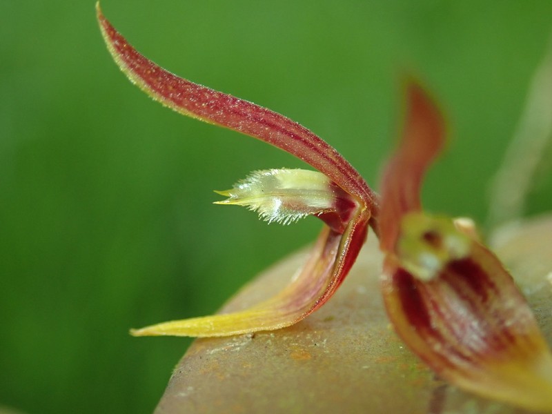 Acianthera geminicaulina photo 2