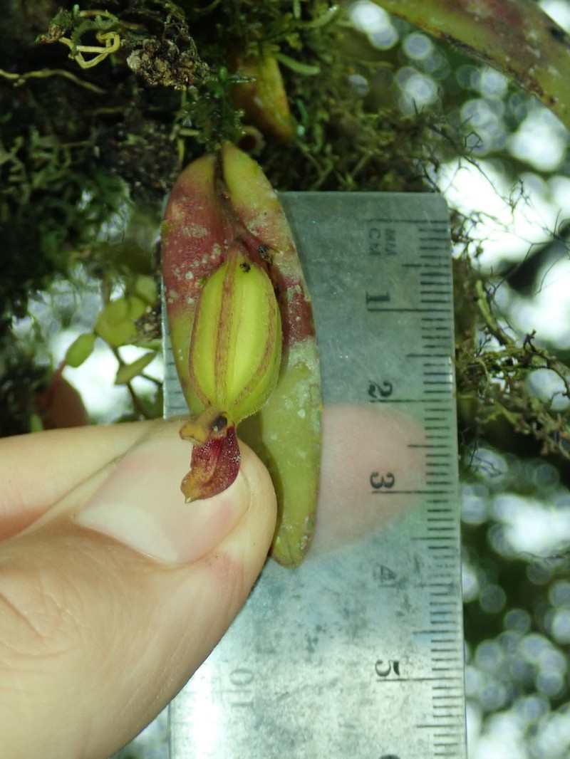 Acianthera geminicaulina photo 3