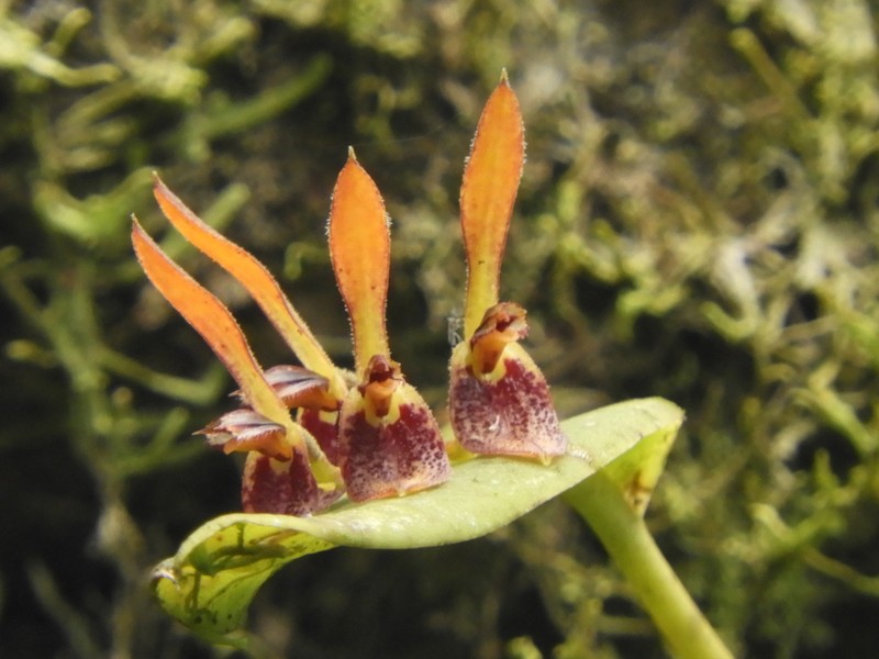 Acianthera geminicaulina photo 4