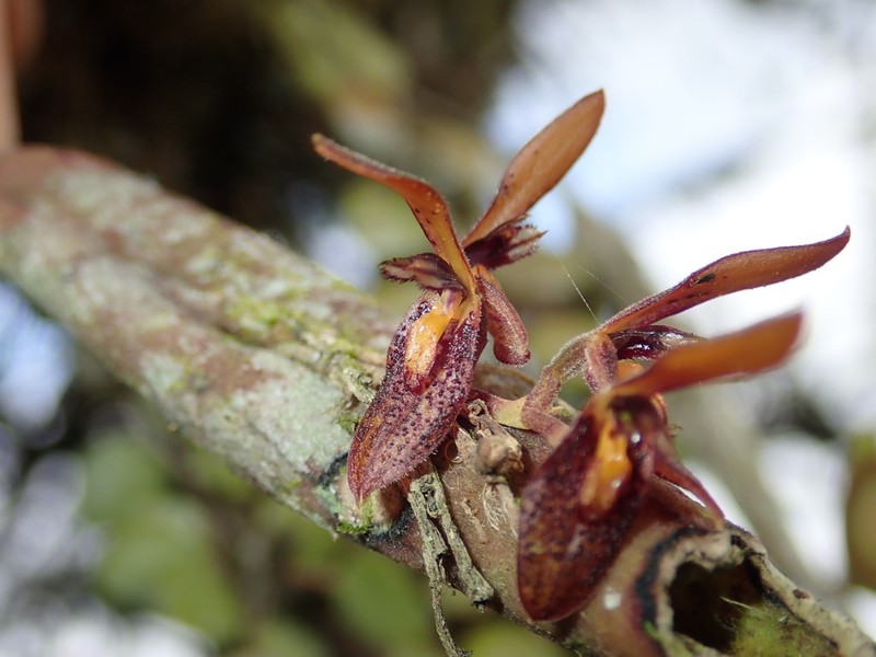 Acianthera geminicaulina photo 5