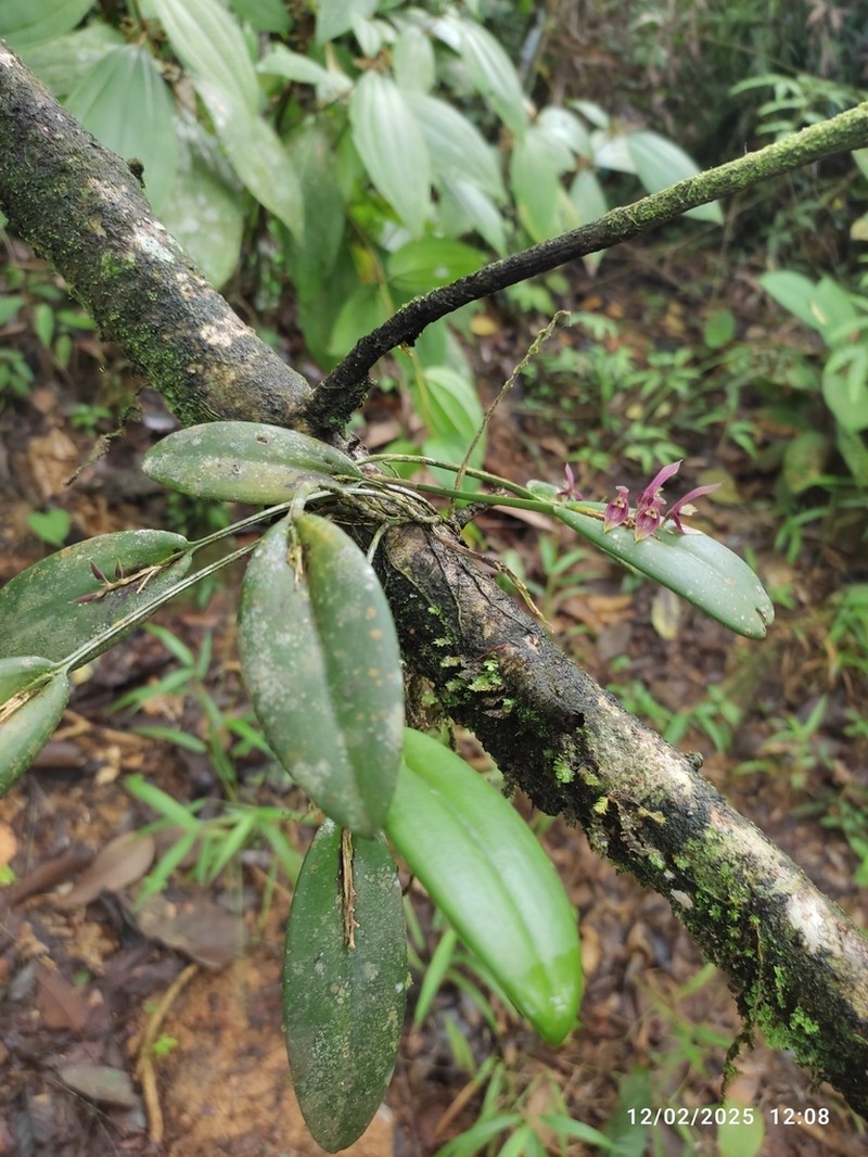 Acianthera geminicaulina photo 6