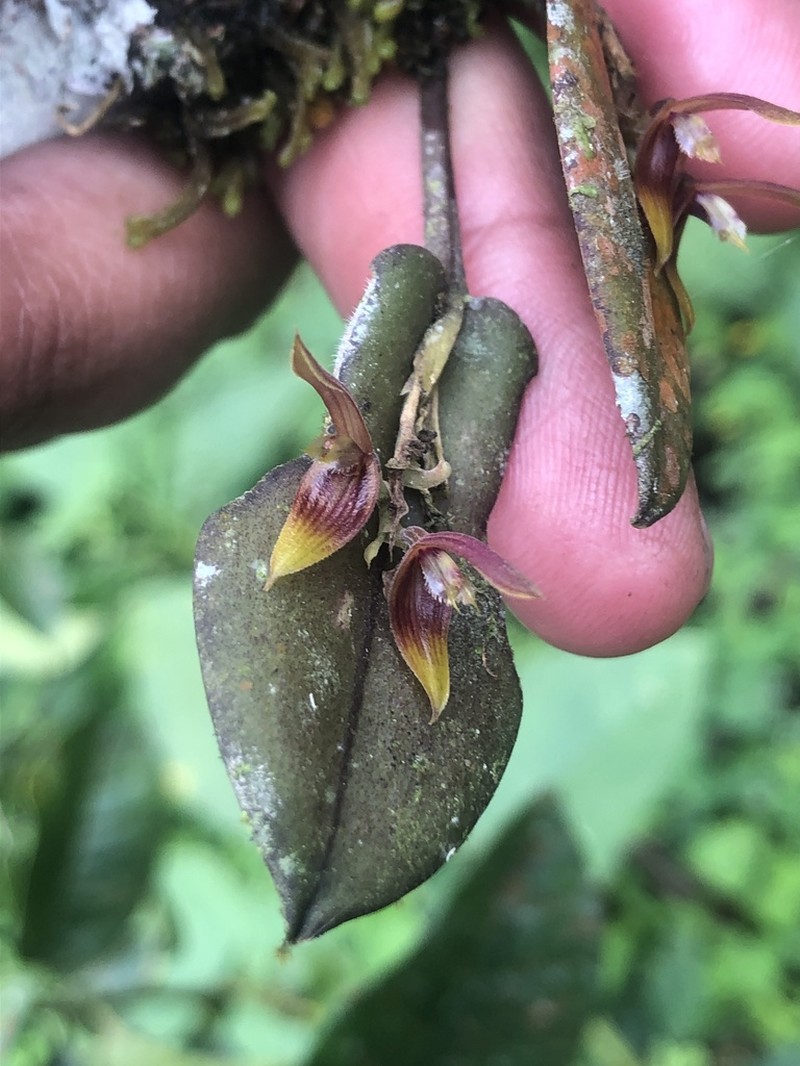 Acianthera geminicaulina photo 7