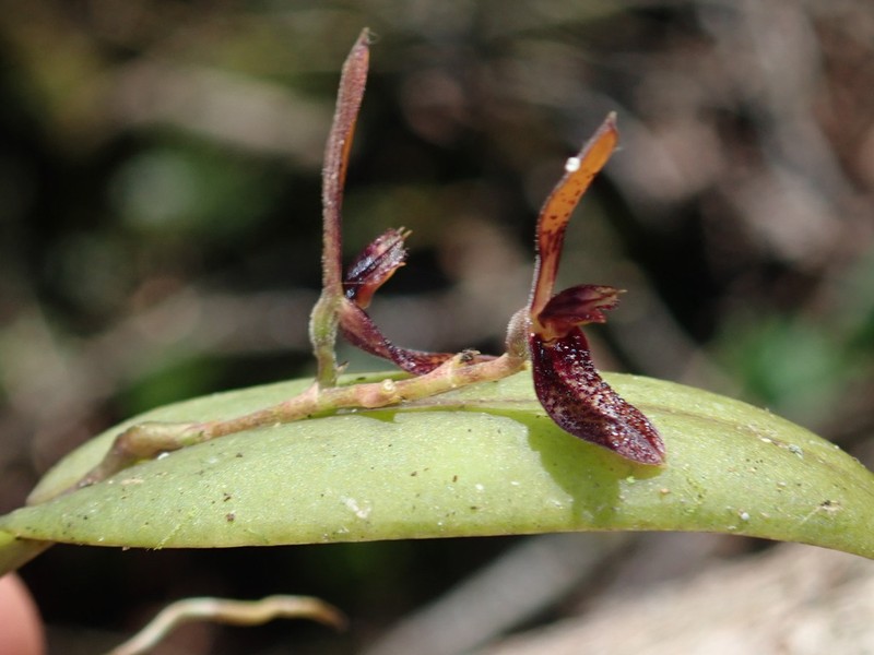 Acianthera geminicaulina photo 8