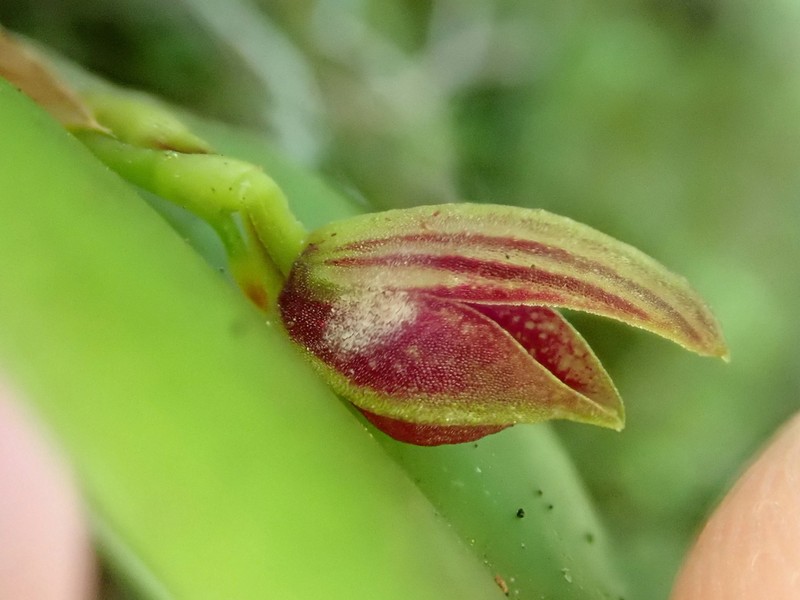 Acianthera glanduligera photo 2