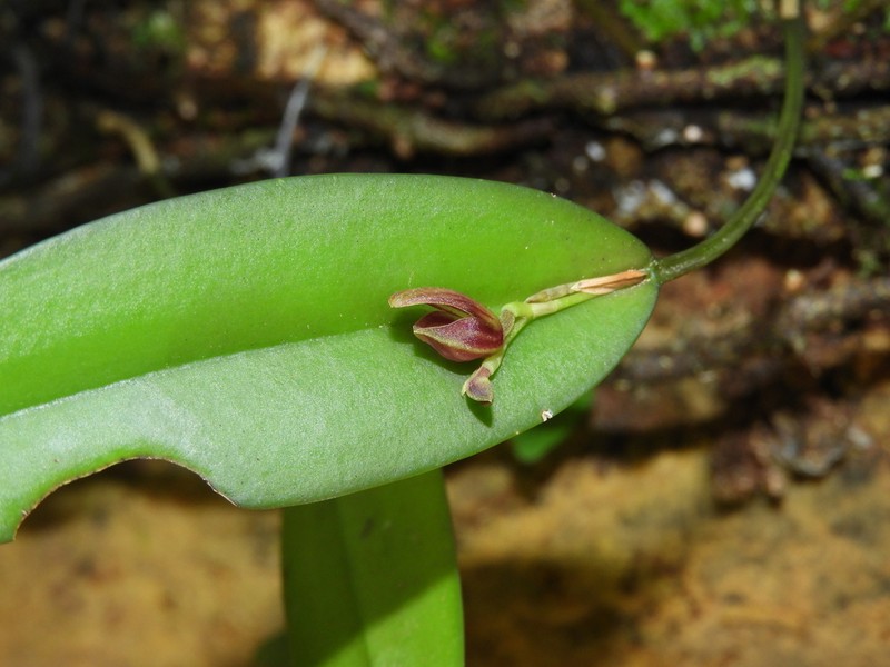 Acianthera glanduligera photo 3