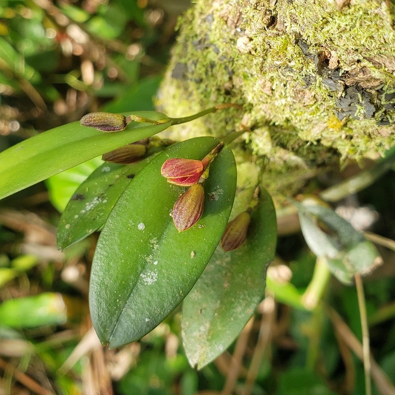 Acianthera glanduligera photo 4