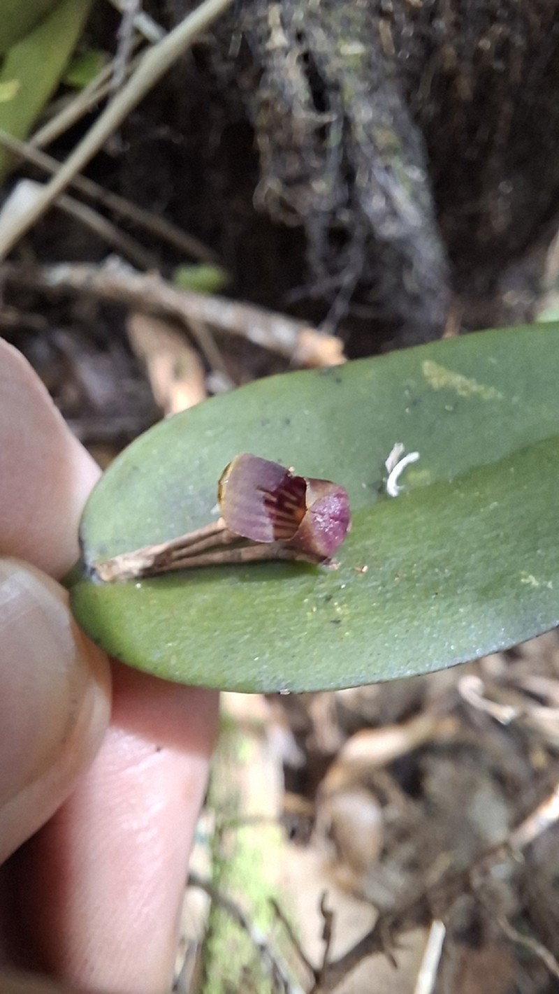 Acianthera glanduligera photo 5