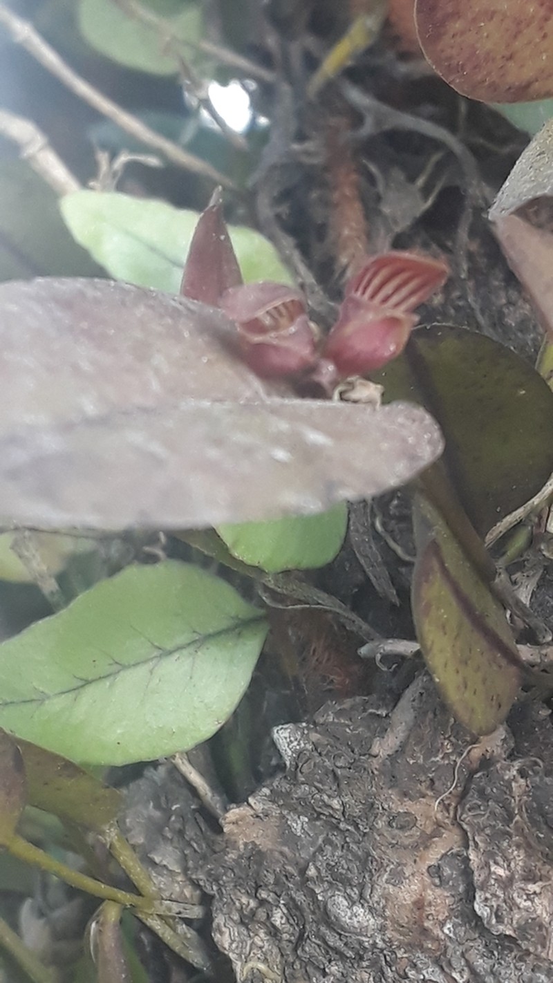 Acianthera glanduligera photo 6
