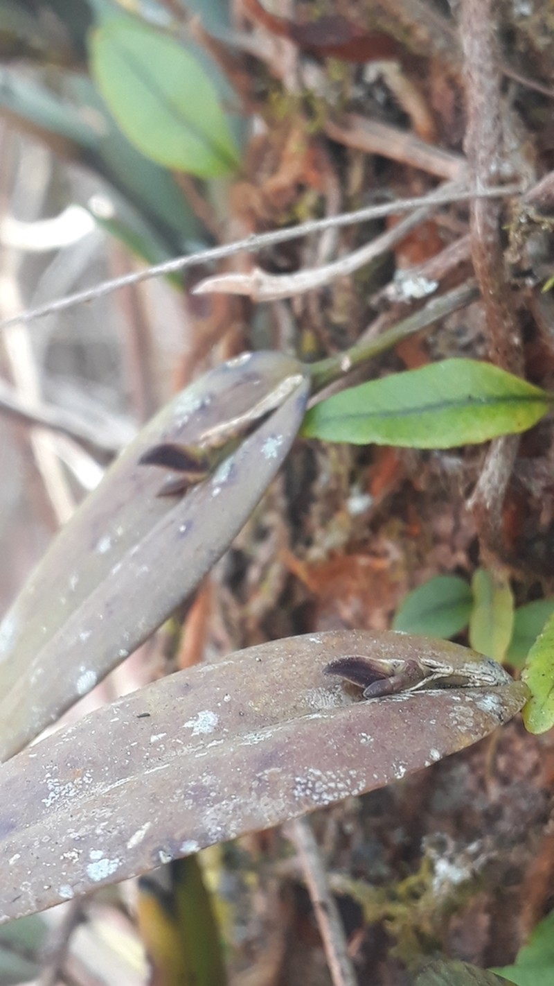 Acianthera glanduligera photo 7