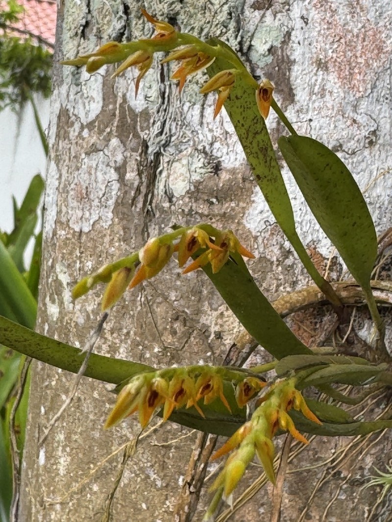 Acianthera glumacea photo 2
