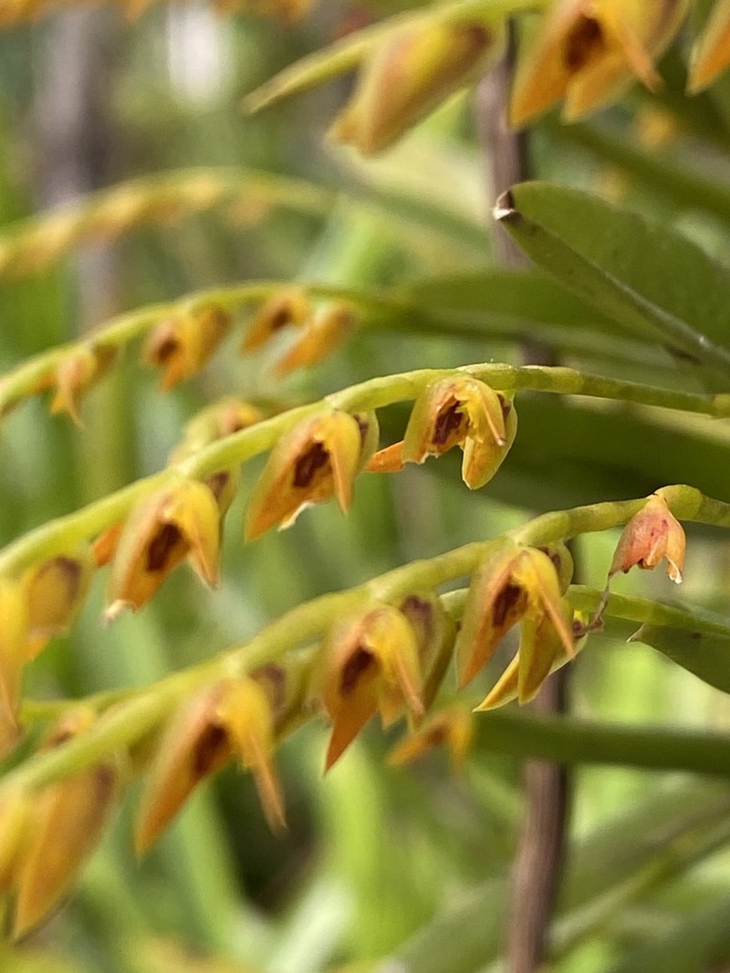 Acianthera glumacea photo 3