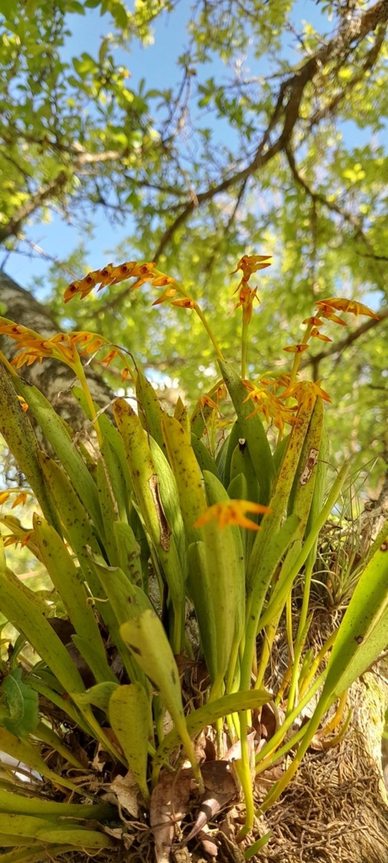 Acianthera glumacea photo 4